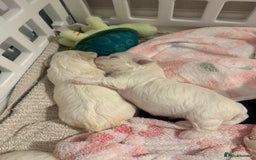 Maltese dogs for sale: Beautiful half Korean Kc reg Maltese  - Image 9