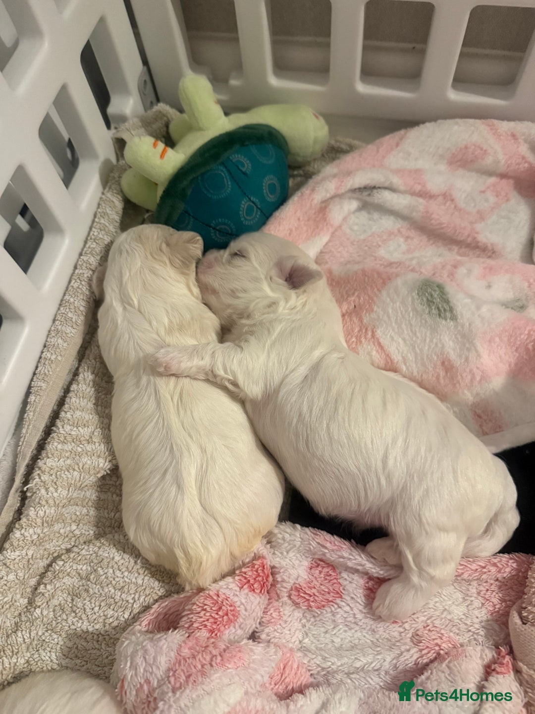 Maltese dogs for sale: Beautiful half Korean Kc reg Maltese  - Image 9