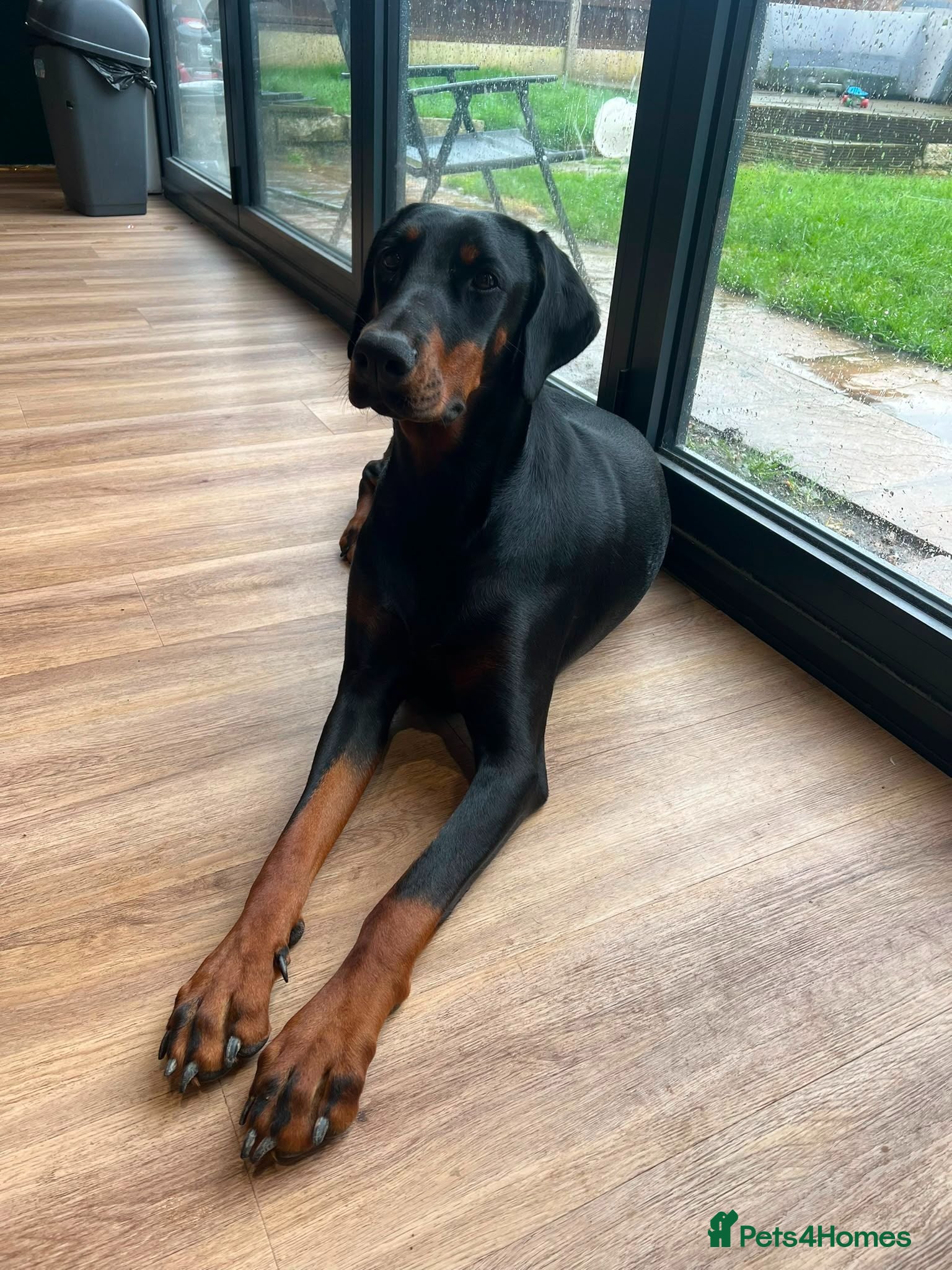 Dobermann dogs ABSOLUTELY STUNNING DOBERMAN PUPPIES FOR SALE - Advert 1