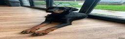 Dobermann dogs for sale: ABSOLUTELY STUNNING DOBERMAN PUPPIES FOR SALE in Boston - Advert 1