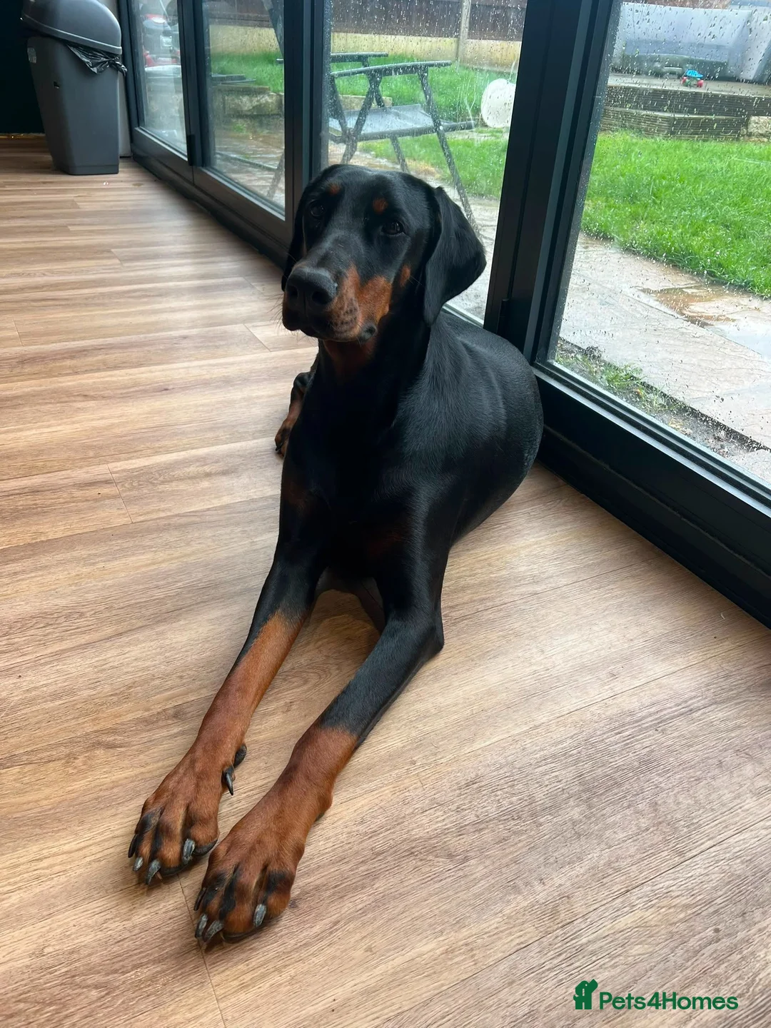 Dobermann dogs for sale: ABSOLUTELY STUNNING DOBERMAN PUPPIES FOR SALE in Boston - Advert 1