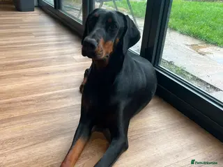 Dobermann dogs ABSOLUTELY STUNNING DOBERMAN PUPPIES FOR SALE - Advert 1