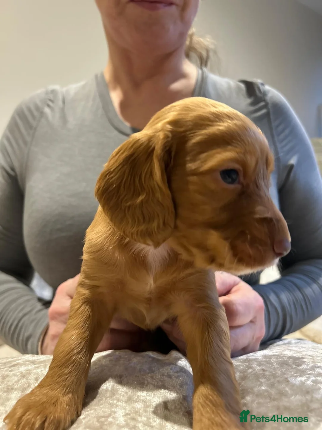 Cocker Spaniel dogs for sale: Working cocker spaniel puppies  - Advert 30