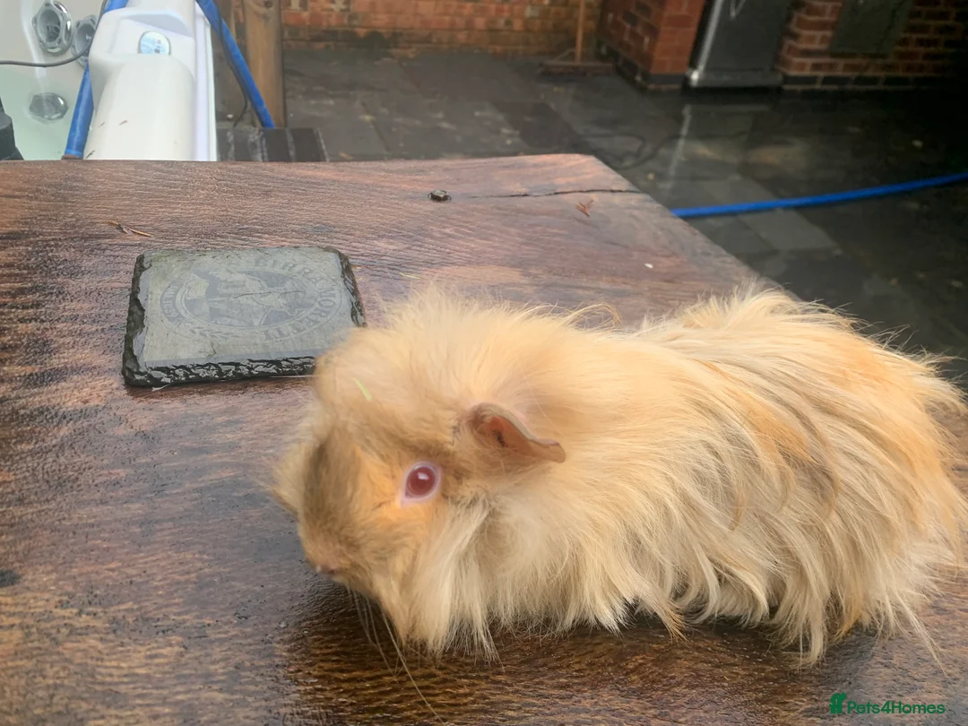 Guinea Pig rodents for sale: Male friendly Guinea pigs - Advert 1