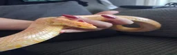 Corn Snake reptiles for sale: Various corn snakes for sale, Snow Tessera & more - Advert 22