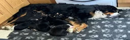 Bernese Mountain Dog dogs for sale: STUNNING BERNESE PUPPIES TO GO - Advert 4