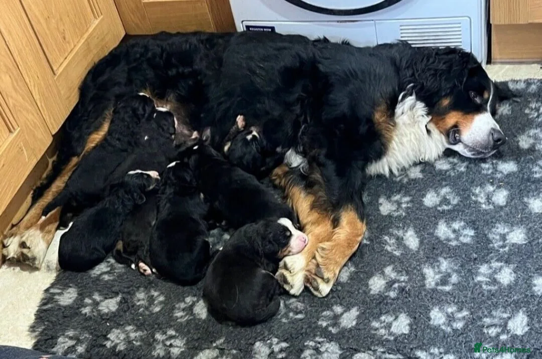 Bernese Mountain Dog dogs for sale: STUNNING BERNESE PUPPIES TO GO - Advert 4