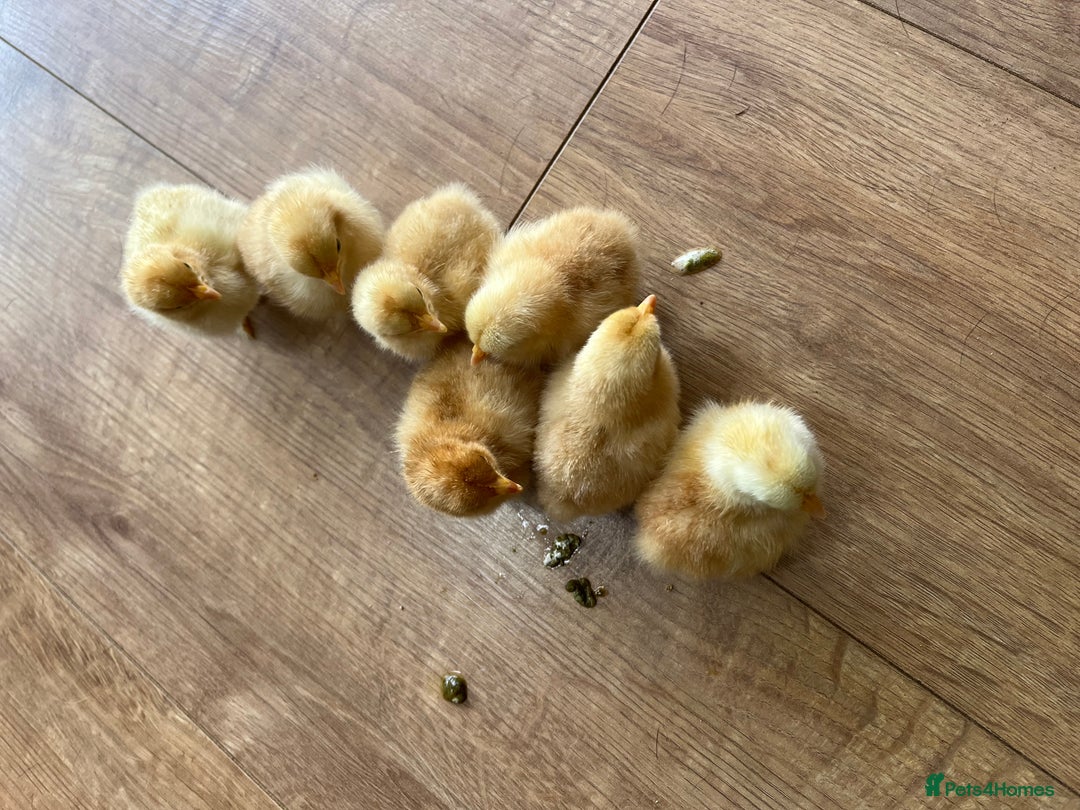 Chickens poultry for sale: 💕Pekin chicks last hatch of the year💕 - Image 3
