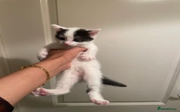 Mixed Breed cats for sale: 5 kittens looking for forever home  - Image 5