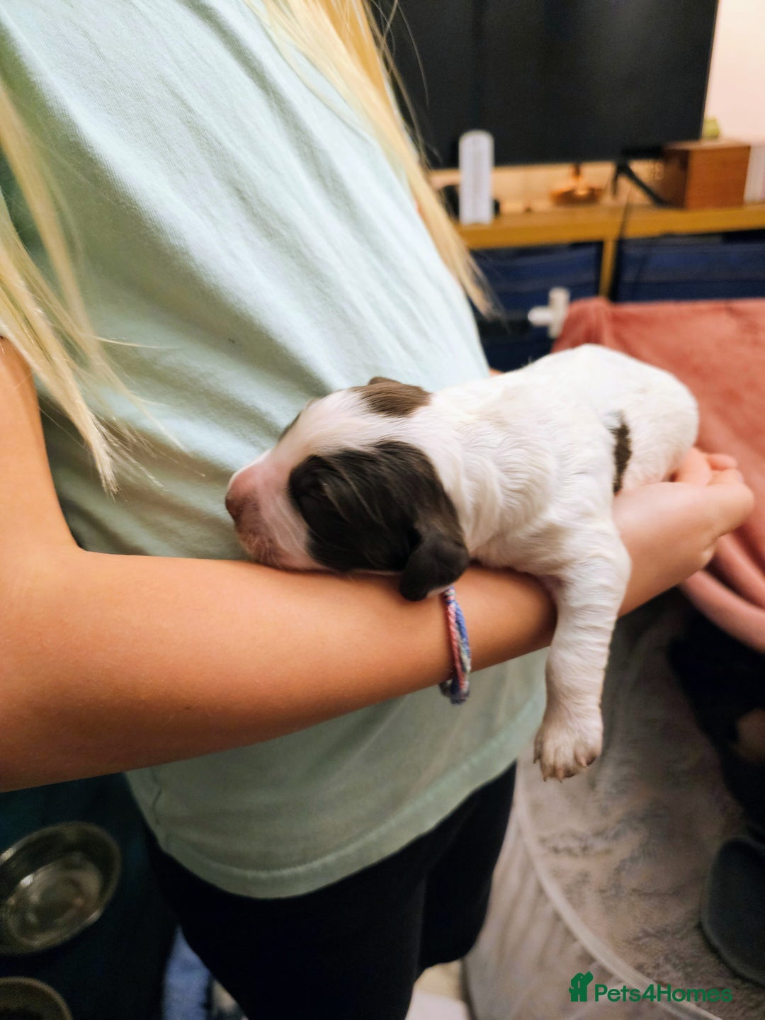 Cocker Spaniel dogs for sale: Chocolate roan working cocker spaniel puppies  - Image 7