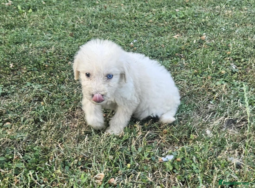 Mixed Breed dogs for sale: F1 Shepadoodle Puppies in Boston - Image 11