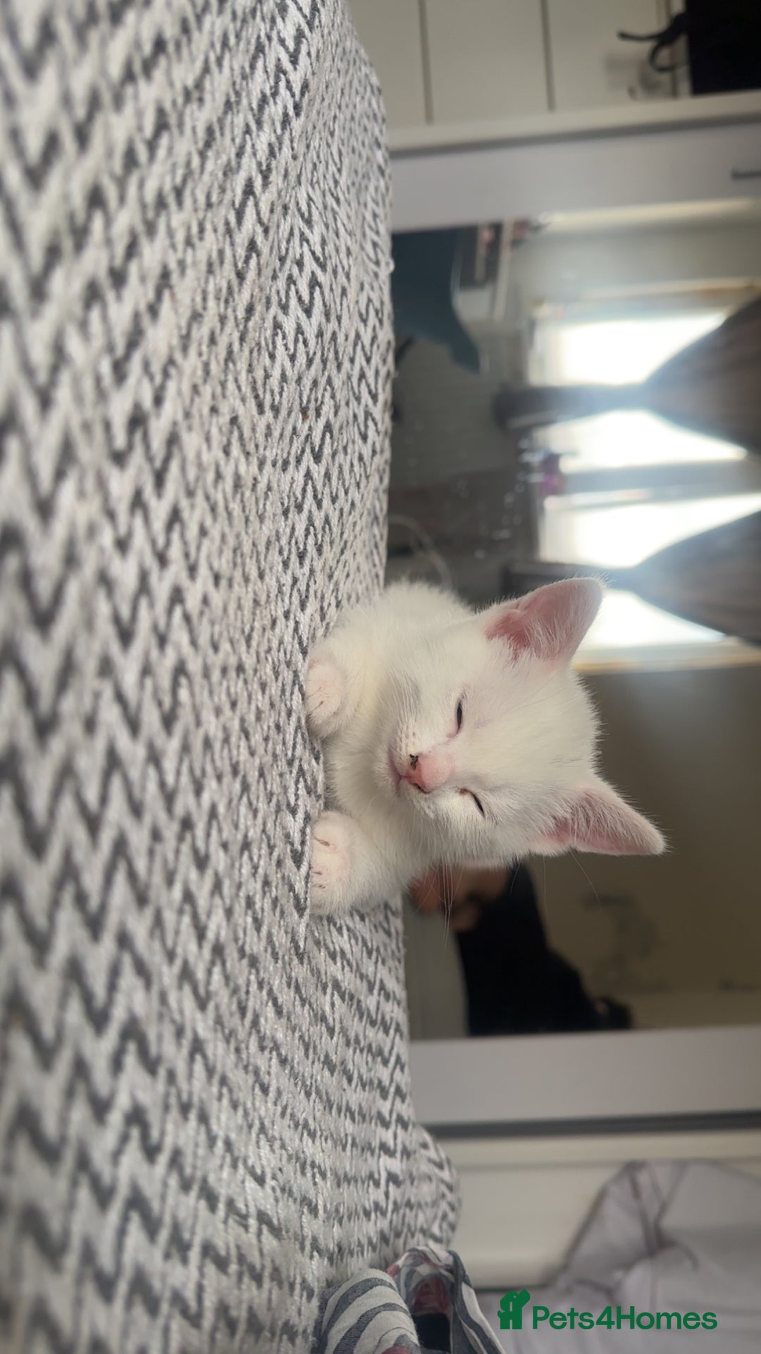 Turkish Van cats for sale: Kittens  - Advert 9