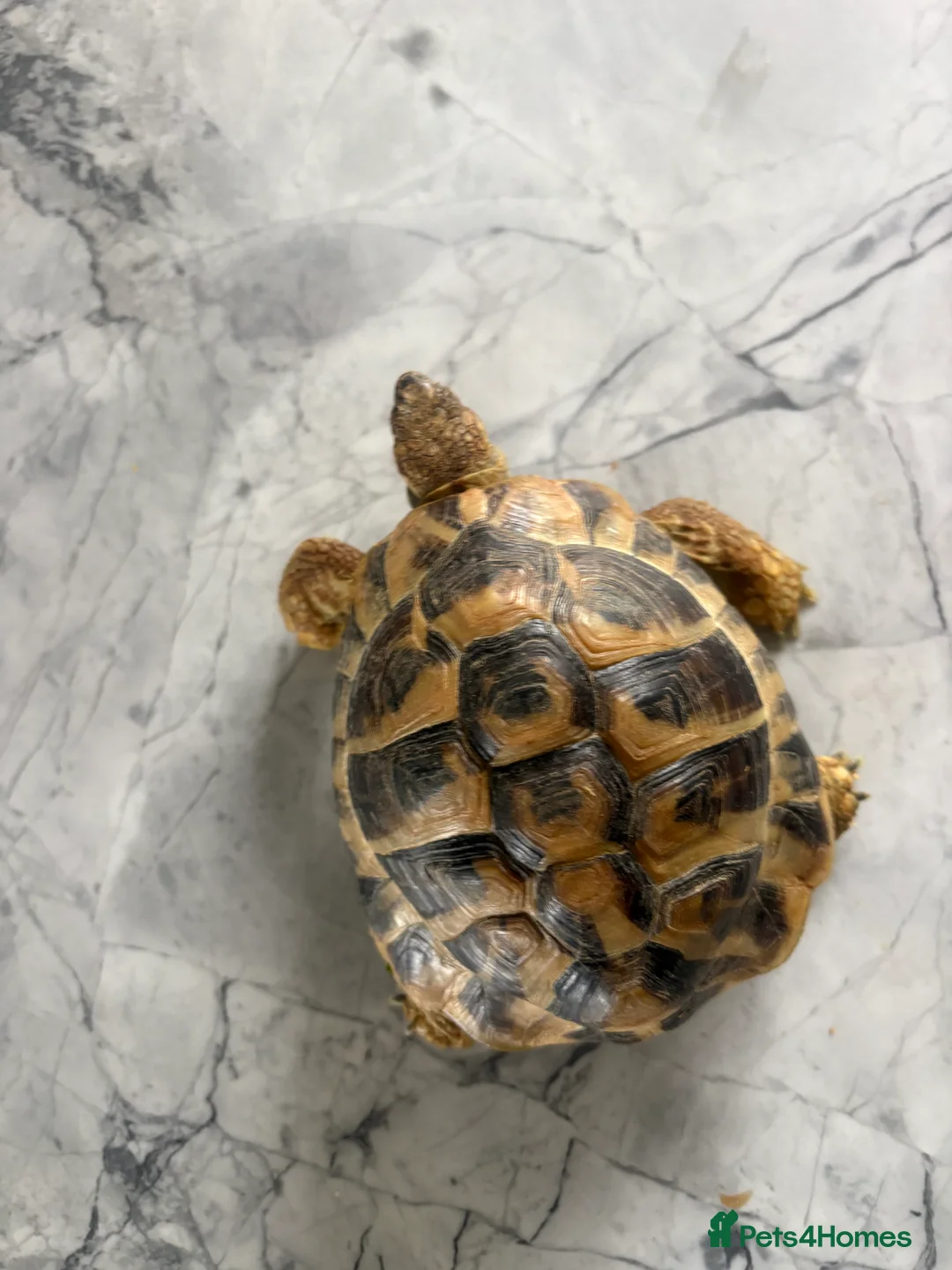 Tortoise reptiles for sale: 4.5 year old Hermanus tortoise - Advert 1