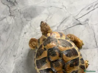 Tortoise reptiles 4.5 year old Hermanus tortoise - Advert 1