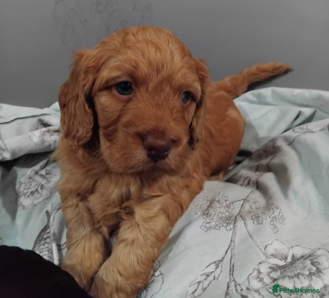 Cockapoo dogs for sale: Cockapoo puppies for Sale - Image 2