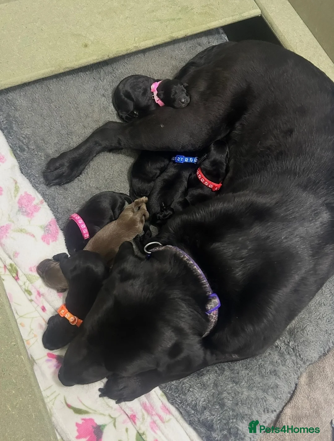Labrador Retriever dogs for sale: Labrador puppies looking for a loving home ♥️ in Harrogate - Advert 8