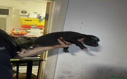 Mixed Breed dogs for sale: Beautiful mostly black female puppy - Advert 4