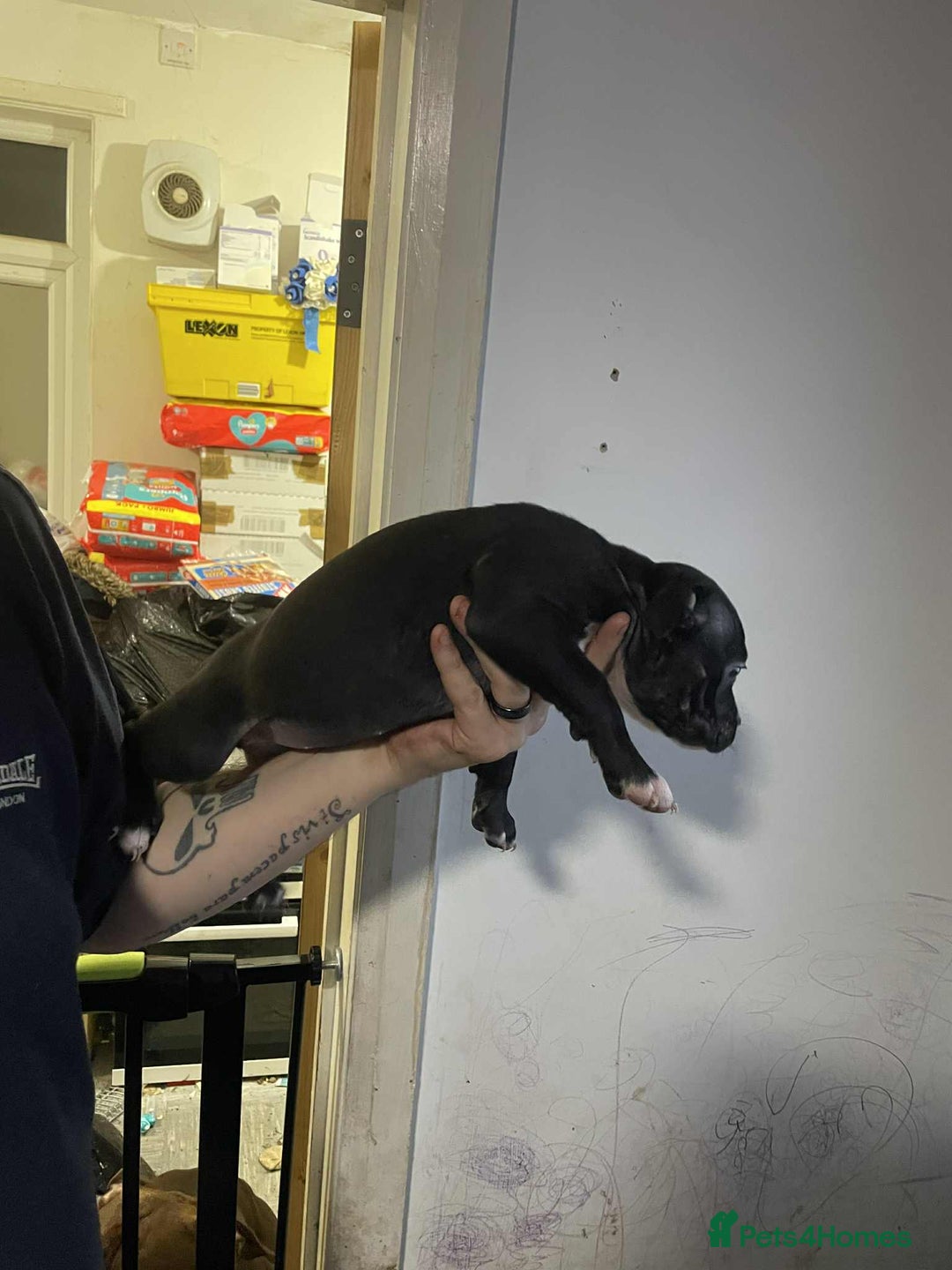 Mixed Breed dogs for sale: Beautiful mostly black female puppy - Advert 4