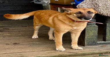 Belgian Shepherd Dog dogs Julie: The Puppy Who Survived the Unthinkable - Advert 8