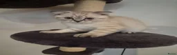 Scottish Fold cats for sale: Scottish Fold - Advert 6