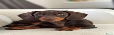 Miniature Dachshund 1