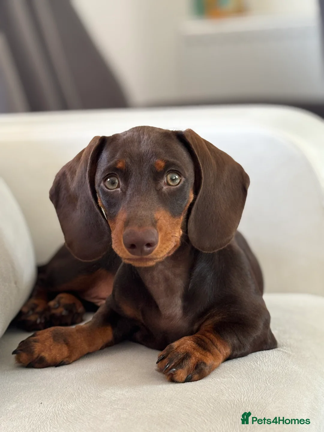 Miniature Dachshund dogs for sale: Beautiful Miniature Dachshund male - Advert 2