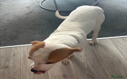 American Bulldog dogs for sale: 7 month old full breed American Bulldog - Image 11