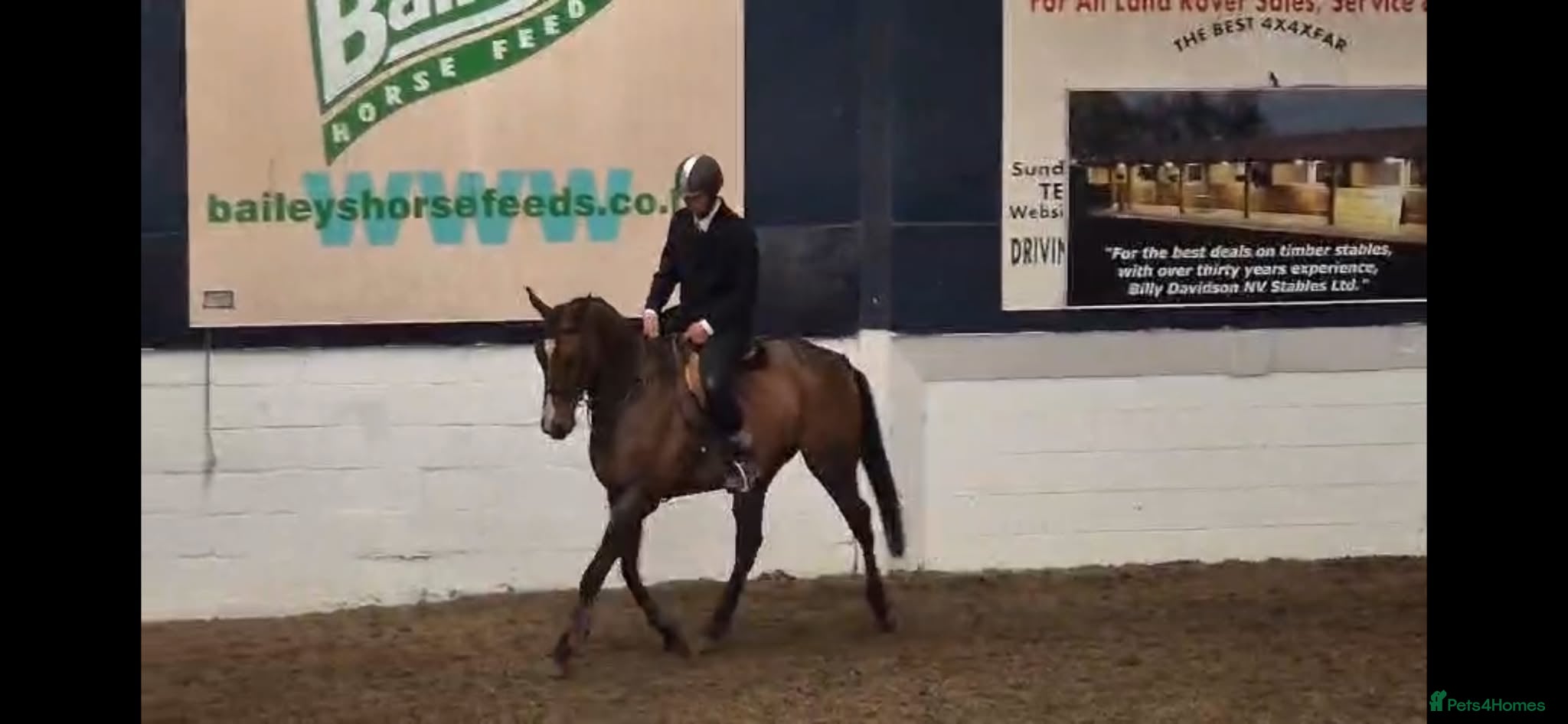 Other Breed horses 16.2 5yr old gelding TB make a great eventer  - Advert 2