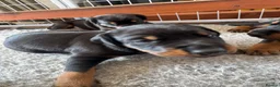 Dobermann dogs for sale: 3 chunky Dobermans puppies  - Advert 24