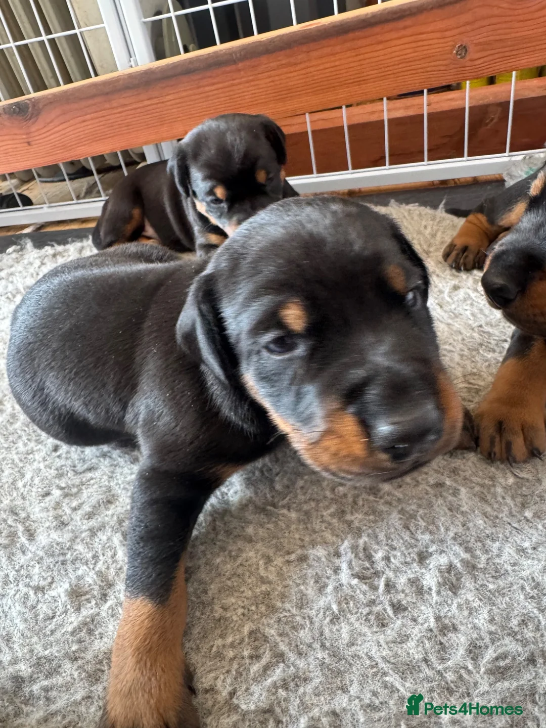Dobermann dogs for sale: 3 chunky Dobermans puppies  - Advert 24