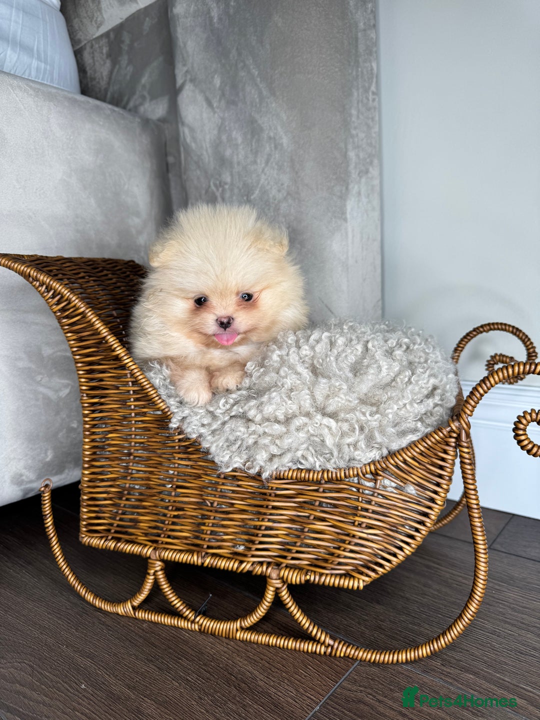 Pomeranian dogs for sale: 3 TEDDY KC POMERANIANS LEFT 🐶 - Advert 4