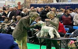 Miniature Schnauzer dogs for sale: Beautiful Miniature Schnauzers - 4 reserved  - Image 7