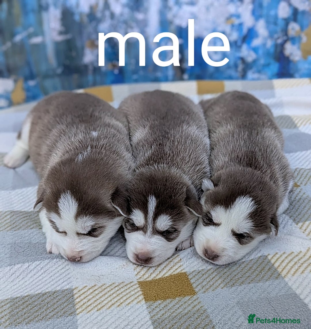 Siberian Husky dogs for sale: Beautiful Siberian Huskies-all with blue eyes - Advert 10