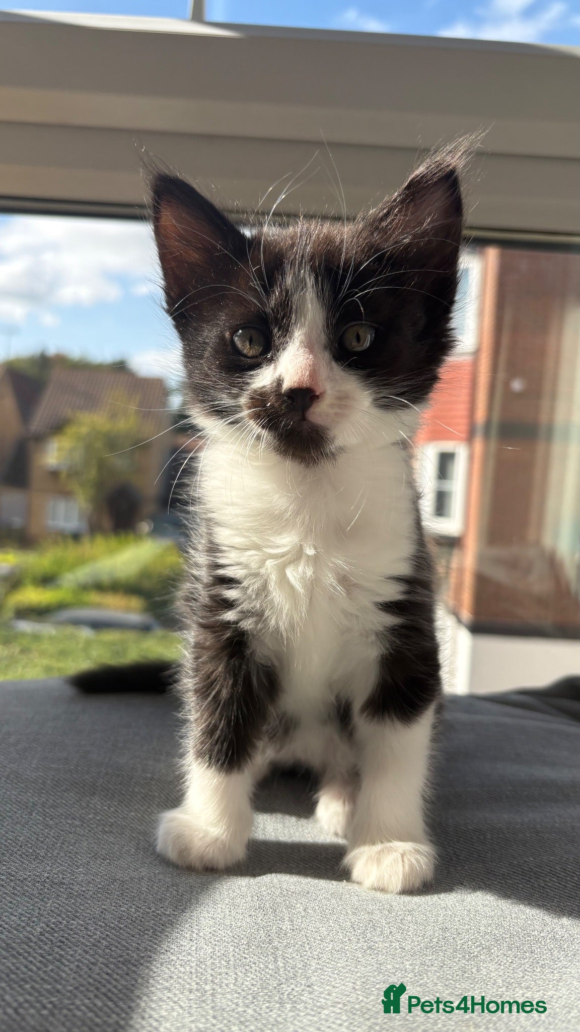British Shorthair cats Last loving kitten looking for forever home - Advert 4