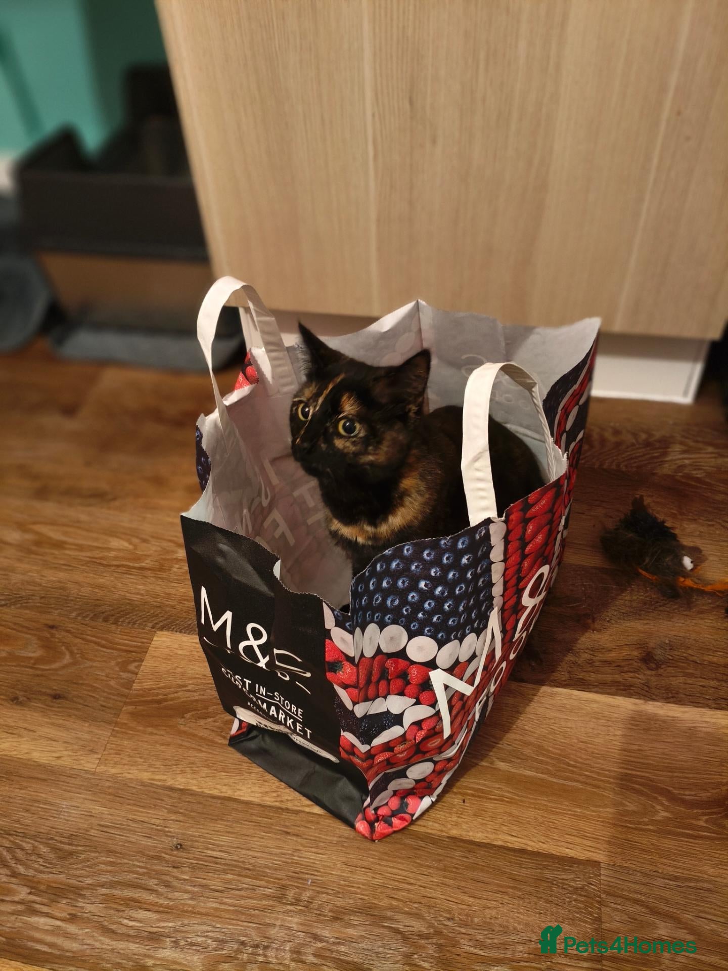 Mixed Breed cats Kittens. South Bristol. - Advert 1
