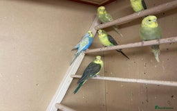 Budgerigars birds for sale: 2025 budgies - Image 7