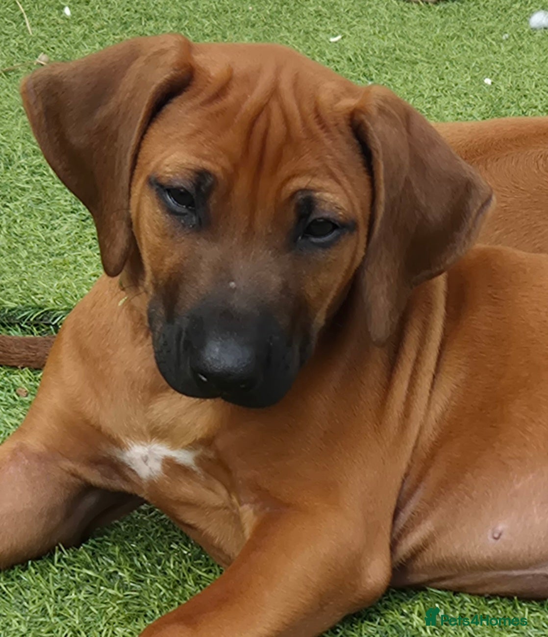 Rhodesian Ridgeback dogs 1x FEMALE RHODESIAN RIDGEBACK PUPS!! - Advert 6