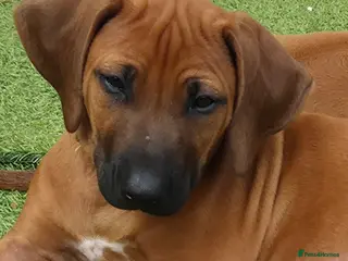Rhodesian Ridgeback dogs 1x FEMALE RHODESIAN RIDGEBACK PUPS!! - Advert 6