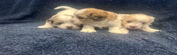 Maltipoo dogs for sale: Beautiful maltipoo  in Portsmouth - Advert 13