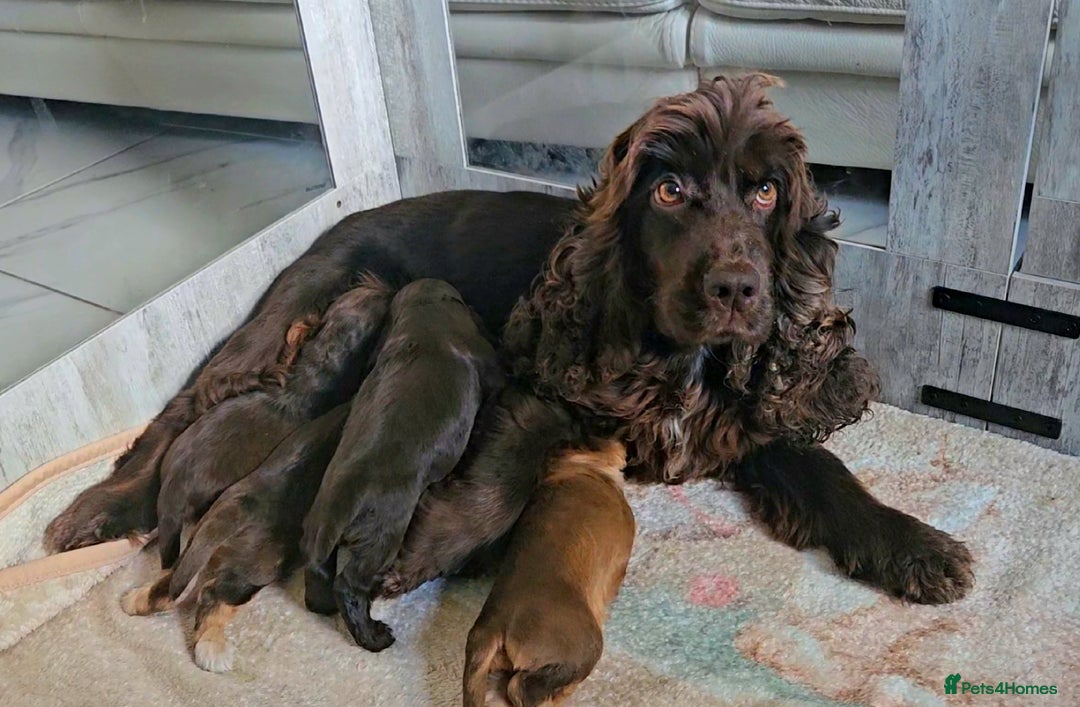 Cocker Spaniel dogs for sale: Exceptional Pedigree Kc Champion Show Cockers - Image 24