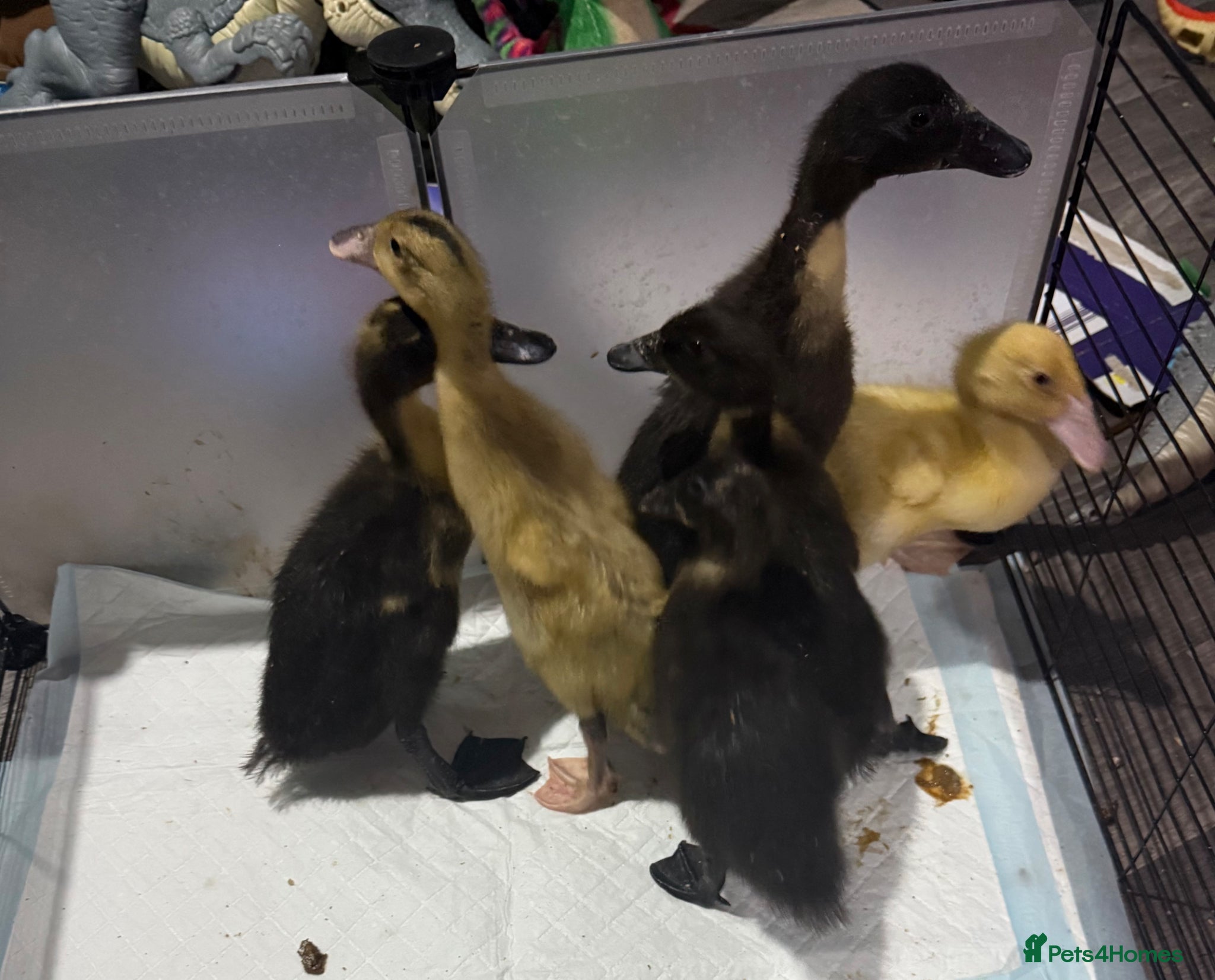 Ducks poultry for sale: Ducklings  - Advert 2