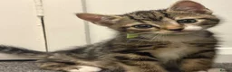 Bengal cats for sale: Bengal X - Advert 1