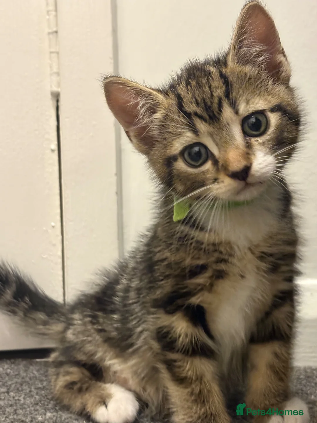Bengal cats for sale: Bengal X - Advert 1
