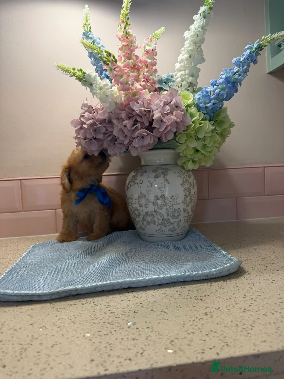 Cockapoo dogs for sale: Stunning toy F1 cockapoo    - Advert 31