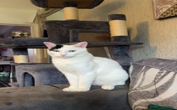 Mixed Breed cats for sale: Milo ready for his new home  - Image 2