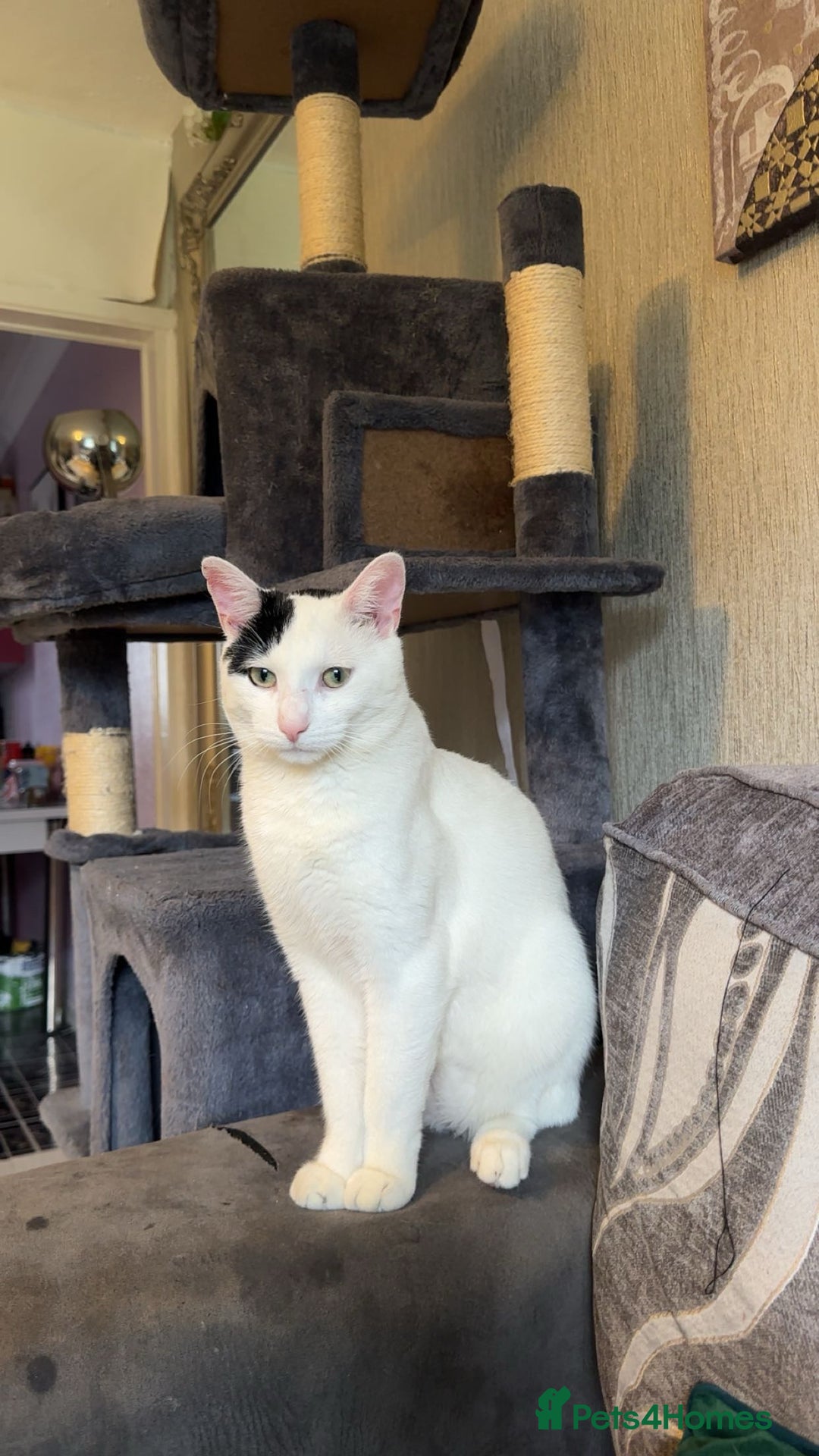 Mixed Breed cats for sale: Milo ready for his new home  - Image 2