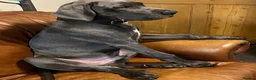 Great Dane dogs for sale: Great Dane (blue) for sale - Advert 3