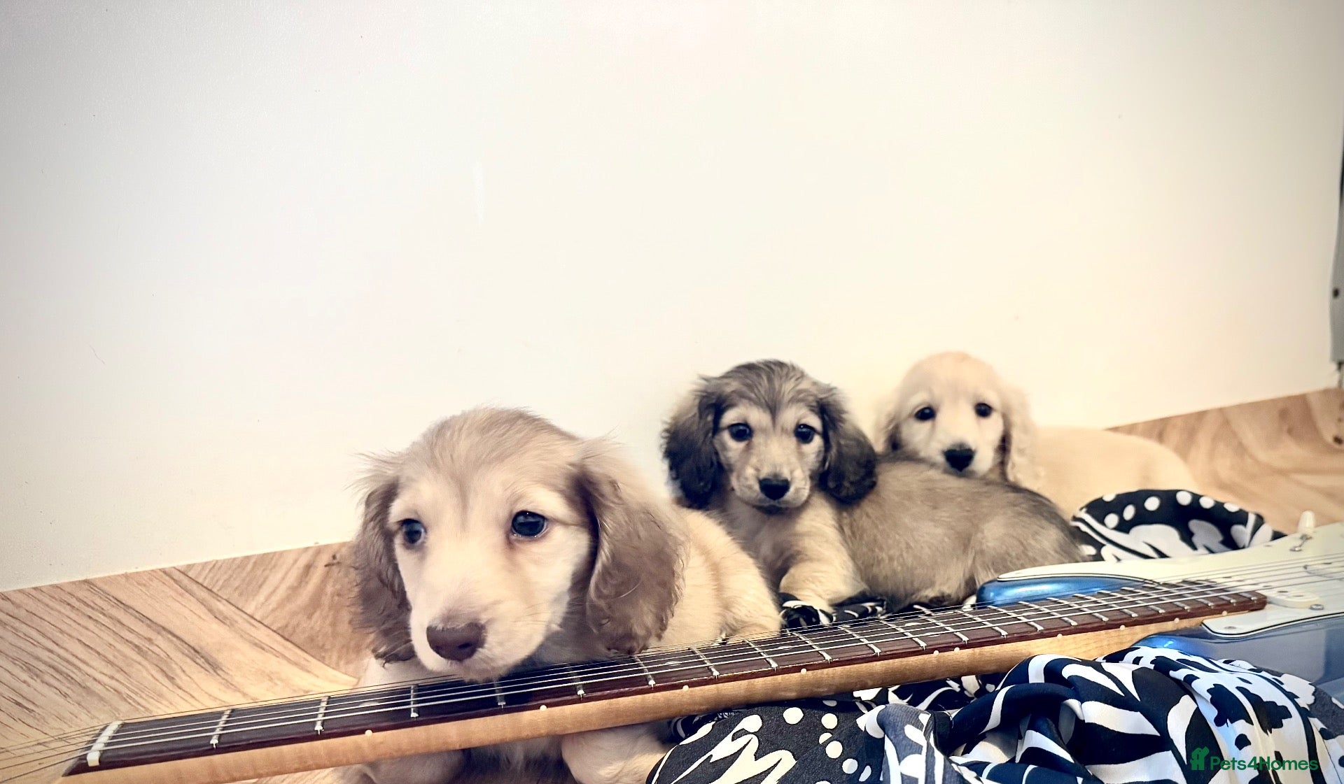 Miniature Dachshund dogs Kc reg cream miniature dachshund  - Advert 1