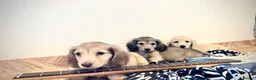Miniature Dachshund dogs for sale: Kc reg cream miniature dachshund  - Advert 1