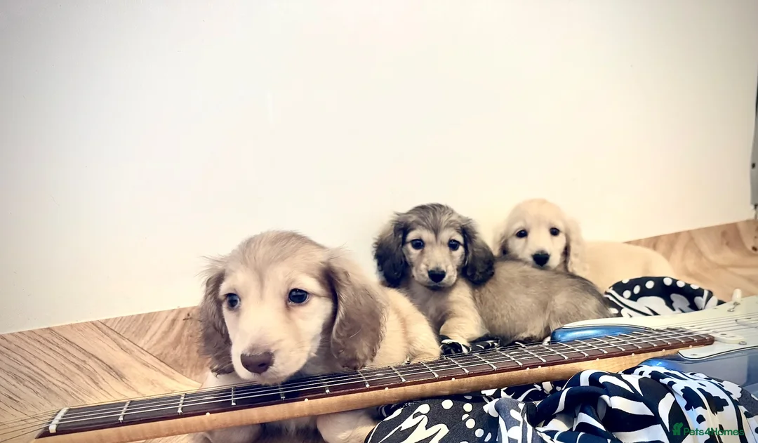 Miniature Dachshund dogs for sale: Kc reg cream miniature dachshund  - Advert 1